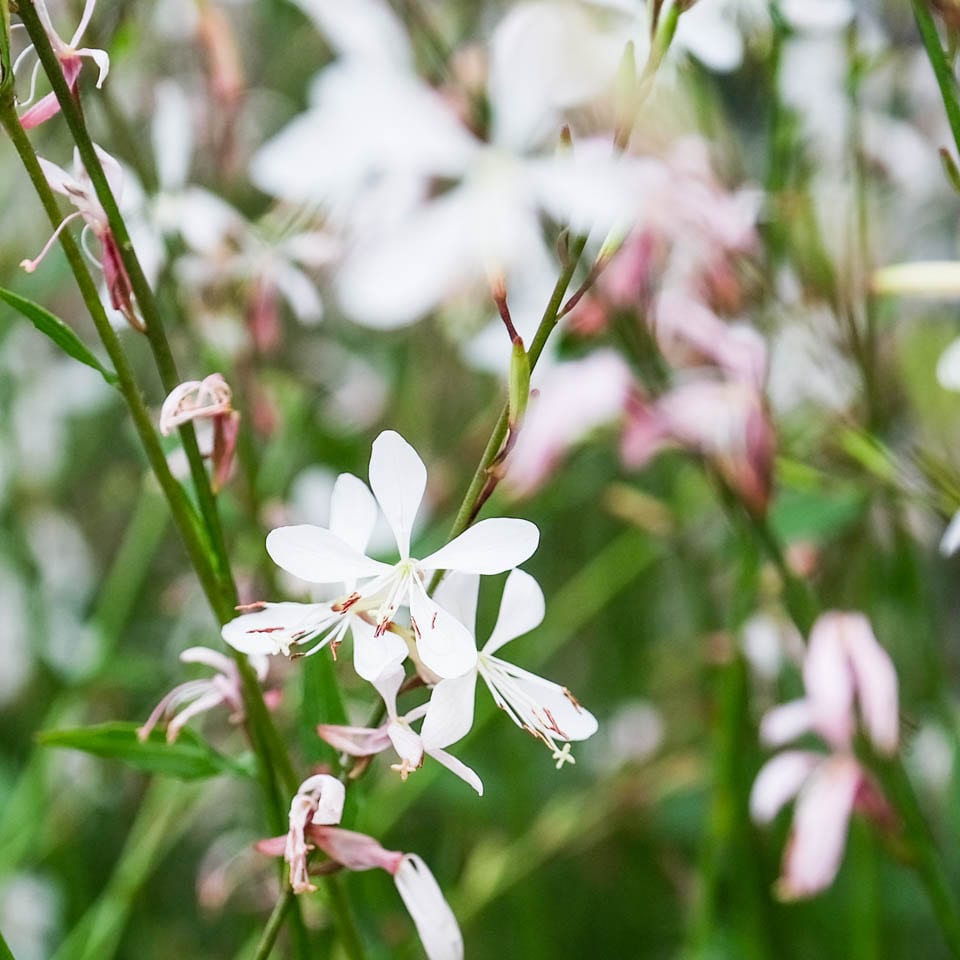 White Gaura Lindheimer Seeds for Planting - Perennial Flower Seeds