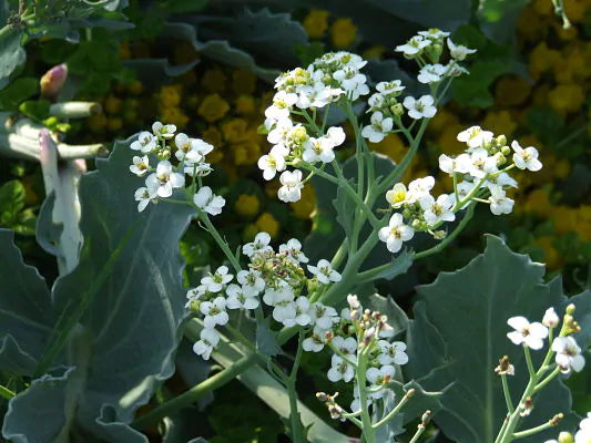 Seakale Flower seeds for Planting - Low Maintenance, Heirloom & GMO Free Seeds for Home Garden