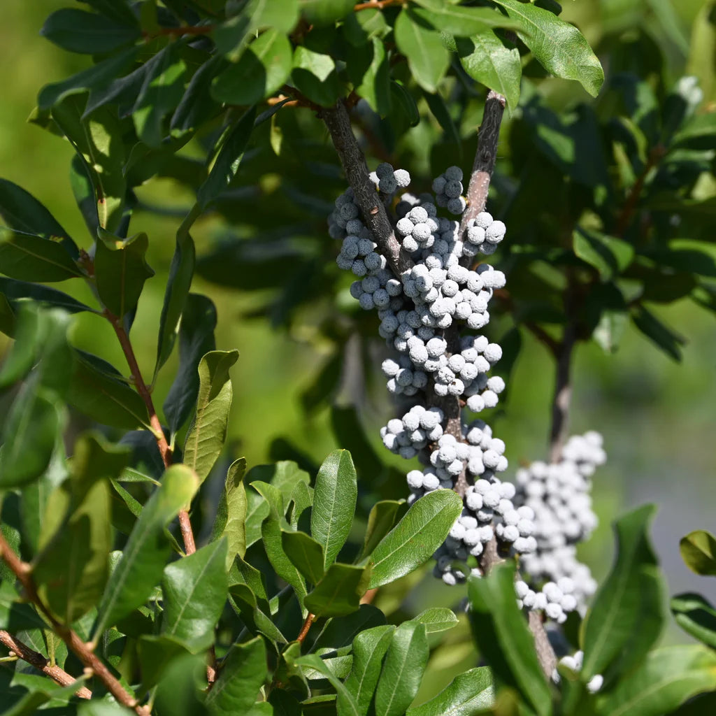 Myrica Pennsylvanica Northern Bayberry Seeds