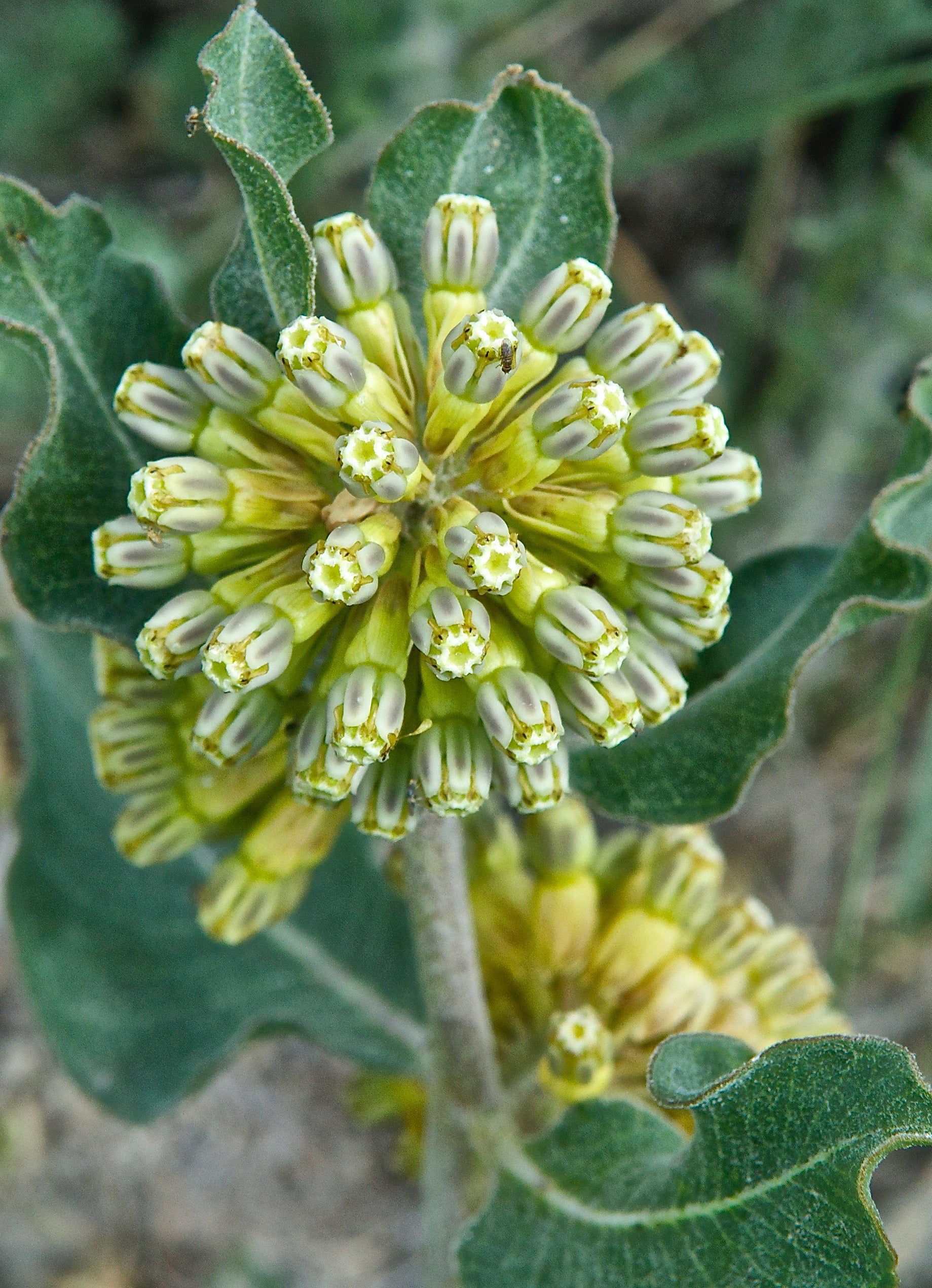 Asclepias Arenaria Flower seeds for Planting Vibrant Colors Heirloom & GMO Free Seeds for Home Garden