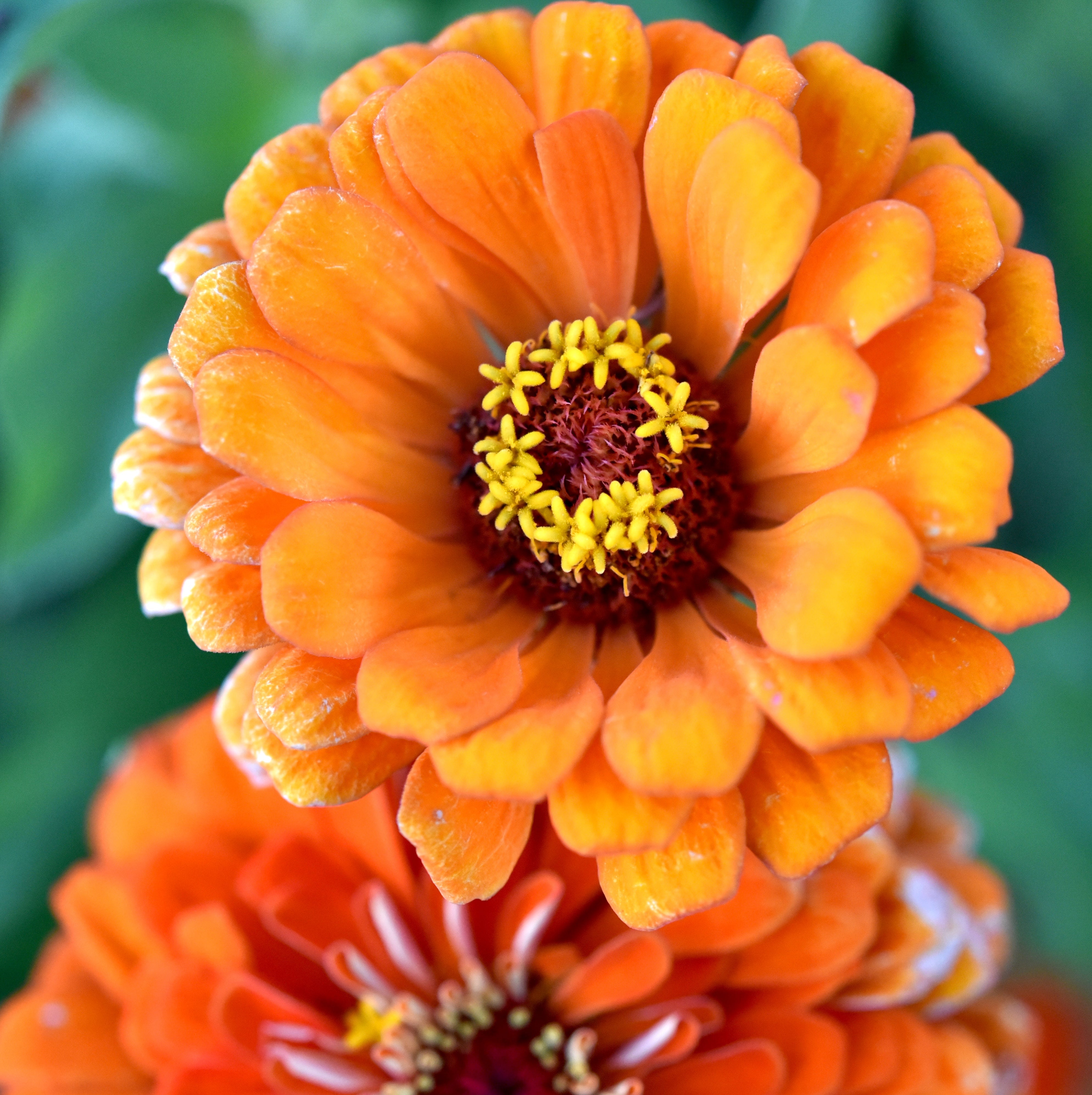 Orange Zinnia Seeds  Garden Essentials for Colorful Blooms