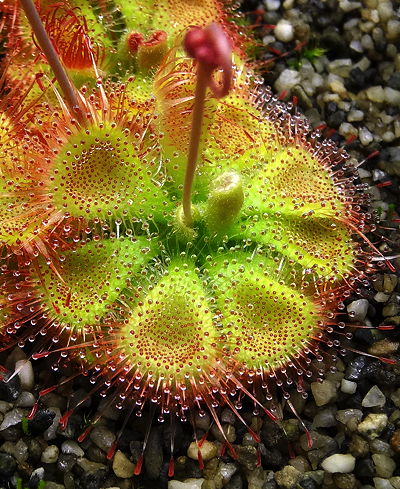 Sundew Flower seeds for Planting - Premium Quality, Heirloom & GMO Free Seeds for Home Garden