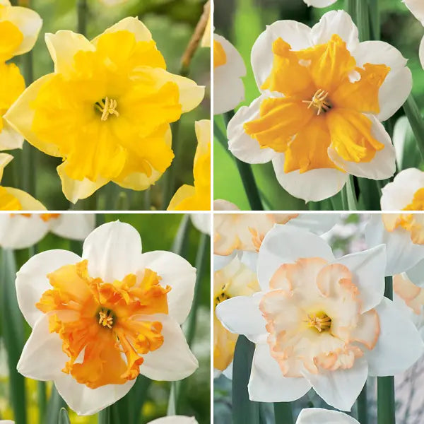 Mixed Color Double Narcissus Flower Seeds for Planting Drought Tolerant Heirloom & GMO Free Seeds for Home Garden
 
 Sale