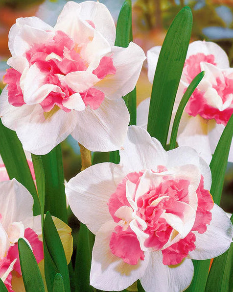 Baby Pink White Daffodils Flower seeds for Planting - Fragrant Blossoms, Heirloom & GMO Free Seeds for Home Garden