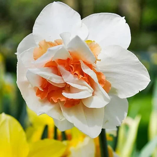 Narciso Flower seeds for Planting - Premium Quality, Heirloom & GMO Free Seeds for Home Garden