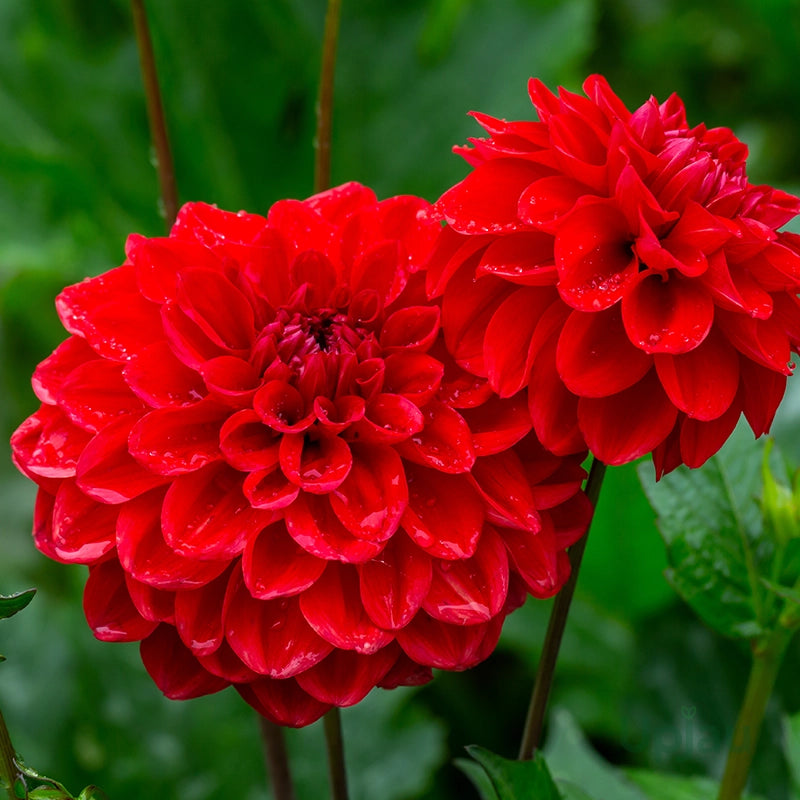 Deep Red Dahlia Flower seeds for Planting - Shade Tolerant, Heirloom & GMO Free Seeds for Home Garden