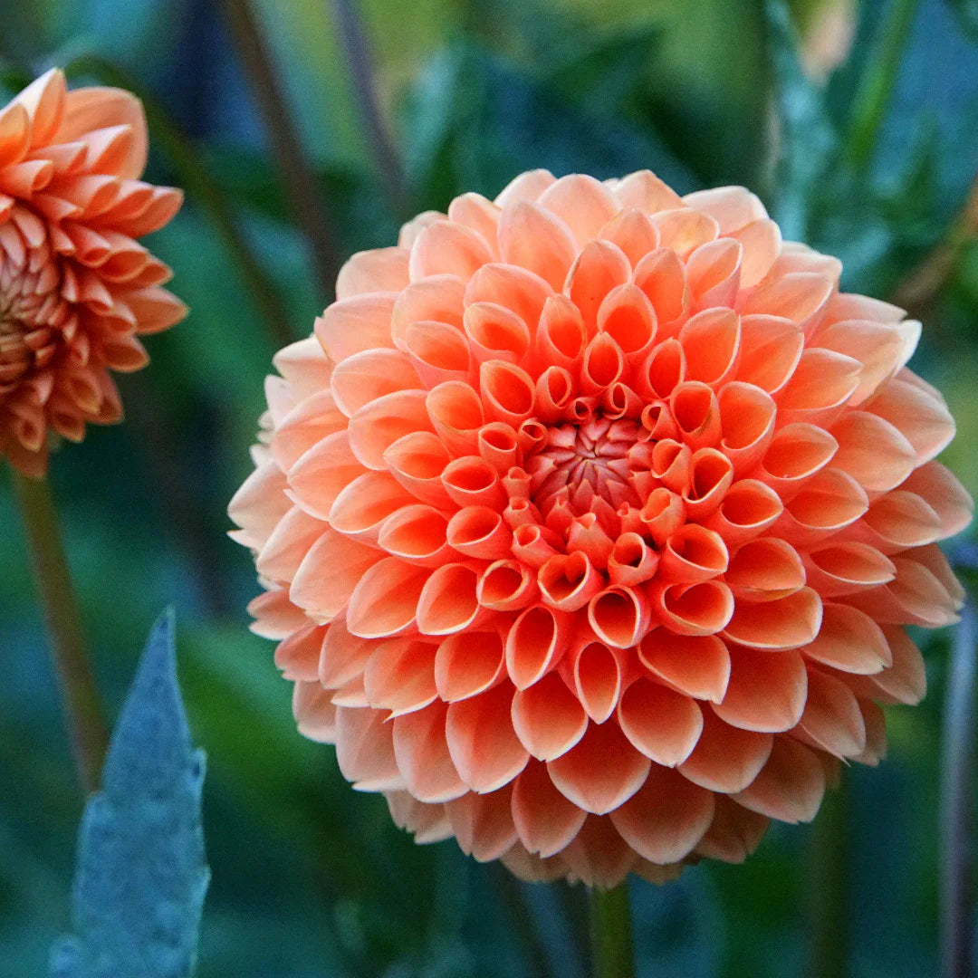 Light Orange Dahlia Flower Seeds for Planting Fragrant Blossoms Heirloom & GMO Free Seeds for Home Garden
 
 Sale