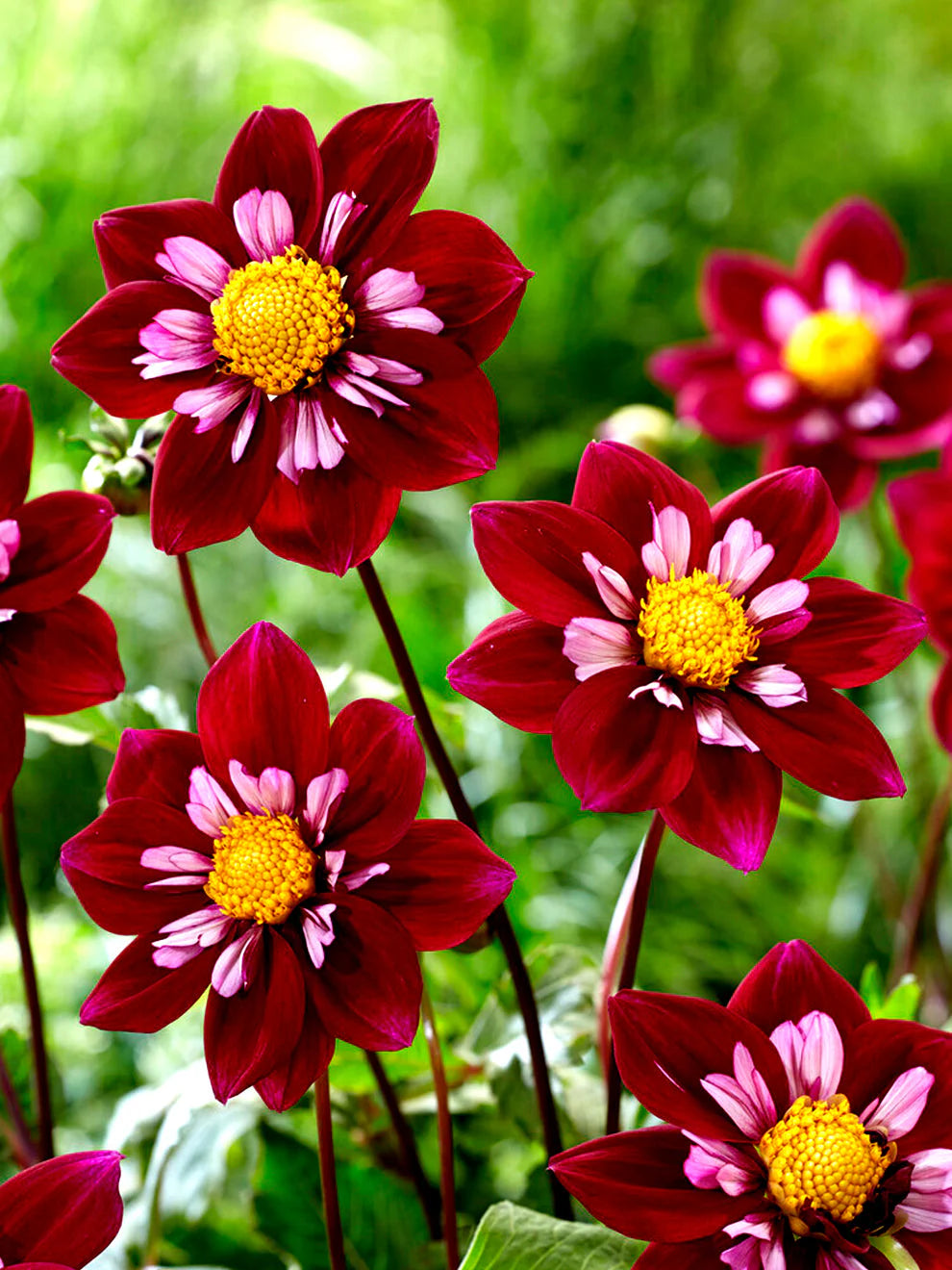 Night Butterfly Dahlia Flower seeds for Planting - Shade Tolerant, Heirloom & GMO Free Seeds for Home Garden