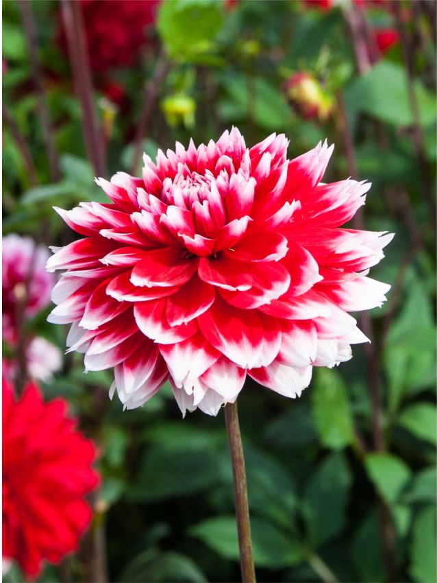 Deep Red White Chrysanthemum Flower seeds for Planting - Compact Growth, Heirloom & GMO Free Seeds for Home Garden