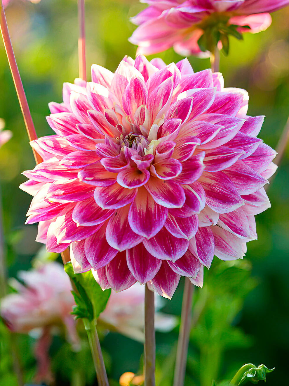 Zinnia White Pink Flower seeds for Planting - Garden Favorite, Heirloom & GMO Free Seeds for Home Garden