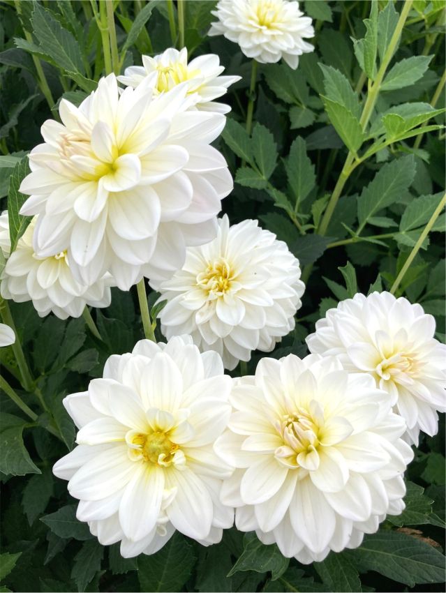 White Swan Dahlia Flower seeds for Planting - Easy to Grow, Heirloom & GMO Free Seeds for Home Garden