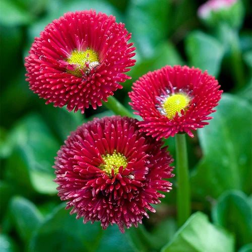 Red Bellis Flower seeds for Planting - Bright Blooms, Heirloom & GMO Free Seeds for Home Garden