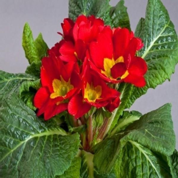 Non GMO Danova Copper seeds