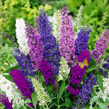 Mix Buddleia Davidii Flower seeds for Planting - Seasonal Bloomer, Heirloom & GMO Free Seeds for Home Garden