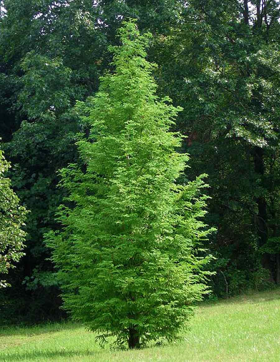 Green Dawn Redwood Seeds - Easy Planting for Stunning Landscape