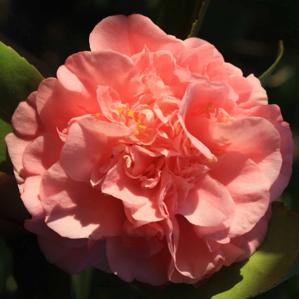 Pink Orange Camellia Flower seeds for Planting - Low Maintenance, Heirloom & GMO Free Seeds for Home Garden