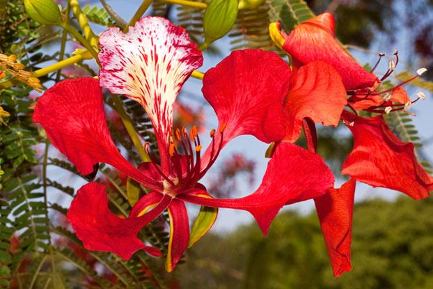 Heirloom Gulmohar Flower seeds for Planting Perfect for Borders Heirloom & GMO Free Seeds for Home Garden