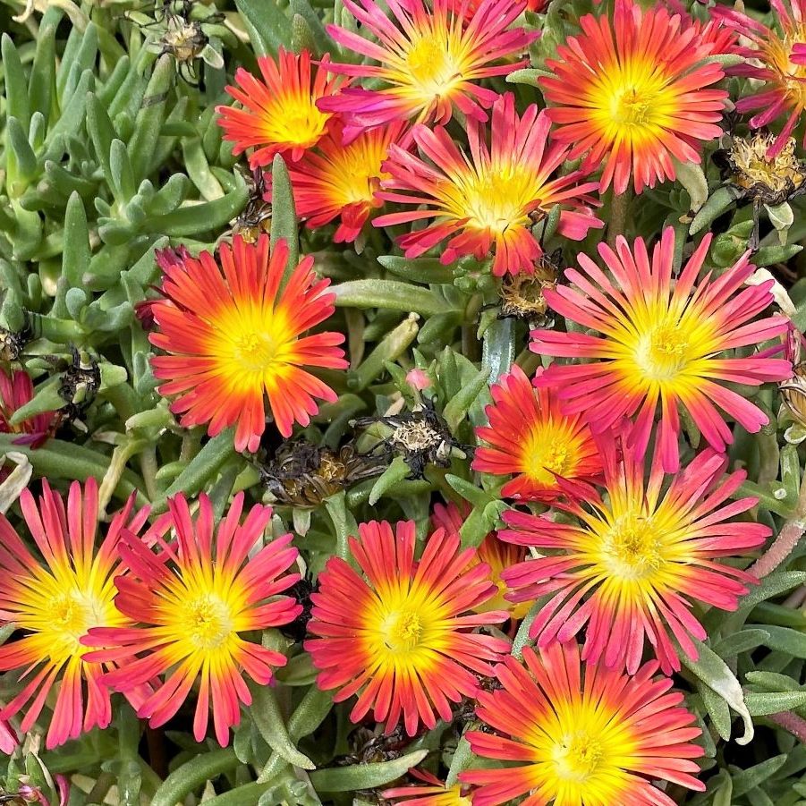 Yellow Red Ice Flower Seeds blooming in flower beds, containers, borders, and pollinator-friendly gardens