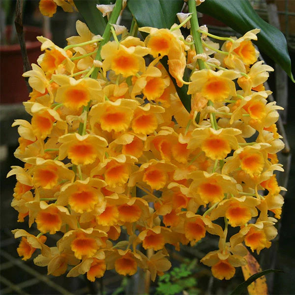 Yellow Densiflorum Flower seeds for Planting - Perfect for Borders, Heirloom & GMO Free Seeds for Home Garden
