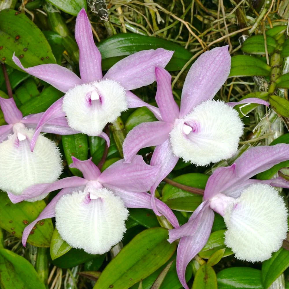Dendrobium Aphyllum Flower seeds for Planting Long Bloom Season Heirloom & GMO Free Seeds for Home Garden