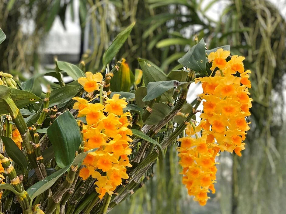 Yellow Densiflorum Flower seeds for Planting - Perfect for Borders, Heirloom & GMO Free Seeds for Home Garden