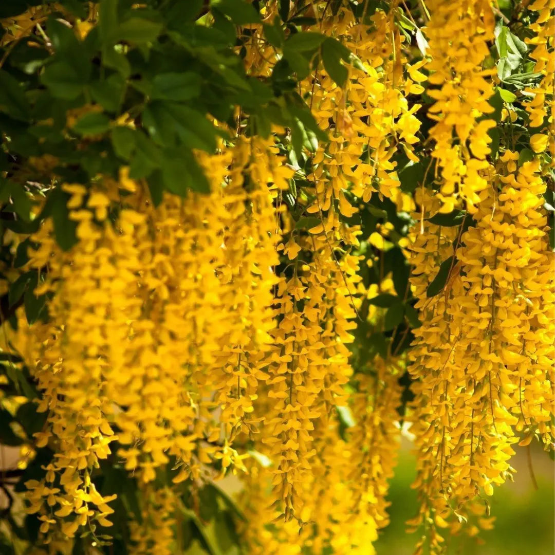 Golden Chain Flower Seeds for Planting  Elegant Garden Blooms