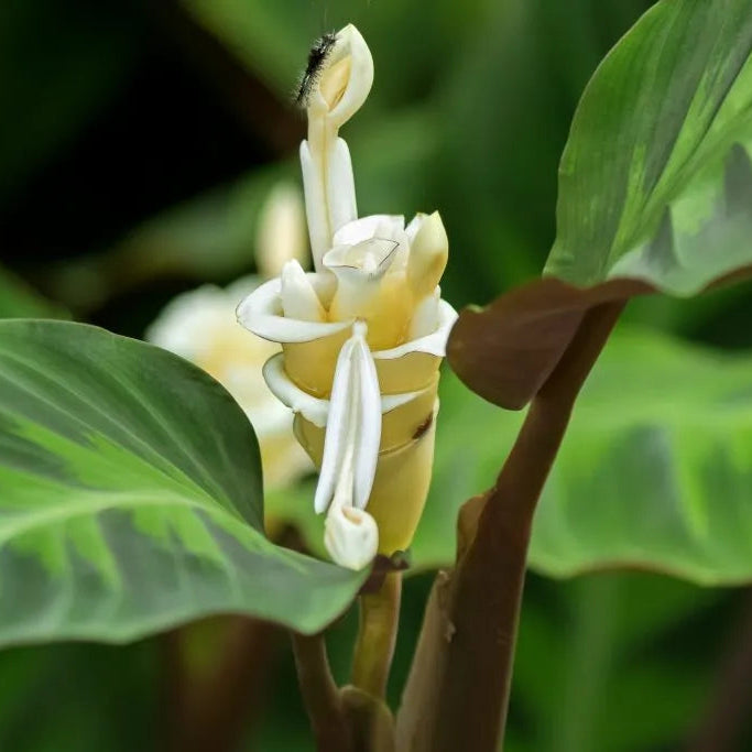 Calathea Orbifolia Flower Seeds for PlantingHeirloom & NonGMO Seeds Sun Loving Heirloom & GMO Free Seeds for Home Garden
 
 Sale