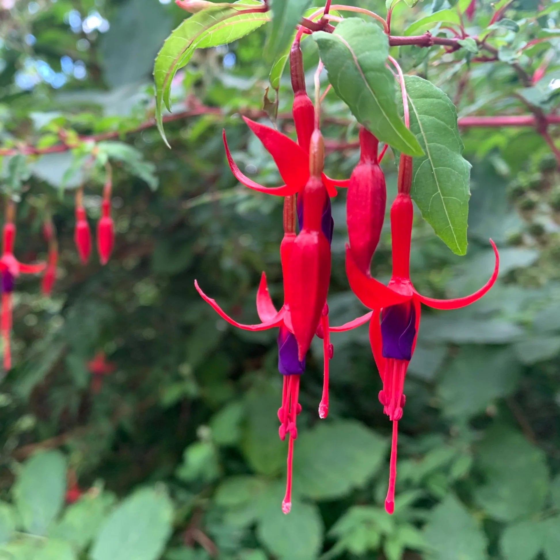 Purple Fuchsia Magellanica Flower seeds for Planting - Sun Loving, Heirloom & GMO Free Seeds for Home Garden