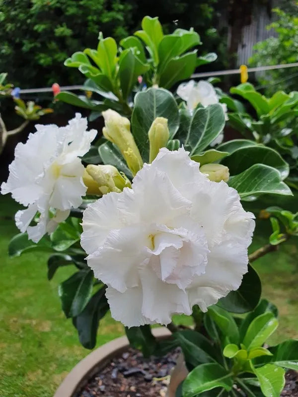 White Adenium Obessum Flower seeds for Planting - Long Bloom Season, Heirloom & GMO Free Seeds for Home Garden