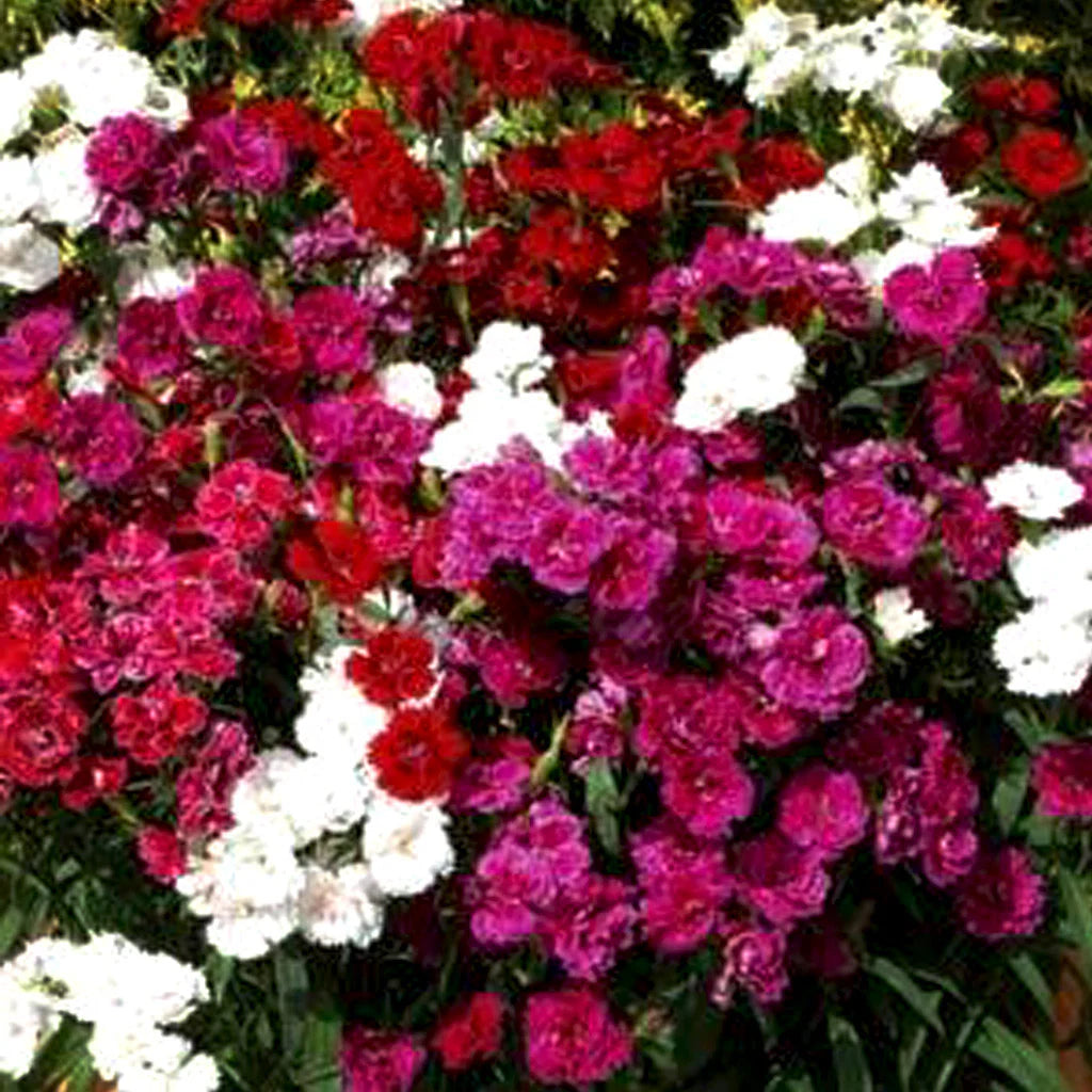 Mixed Wee Willie Dianthus Flower seeds for Planting - Colorful Display, Heirloom & GMO Free Seeds for Home Garden
