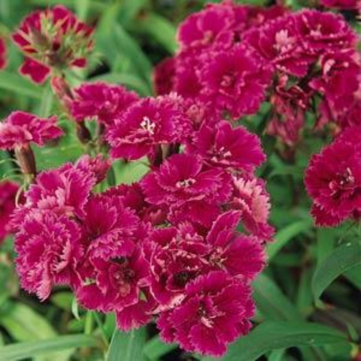Maroon William Dianthus Seeds for Planting | Vibrant Annual Flower Seeds