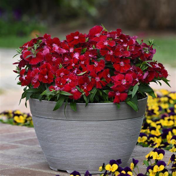 Burgundy Dianthus Flower seeds for Planting - Cut Flower Favorite, Heirloom & GMO Free Seeds for Home Garden Sale