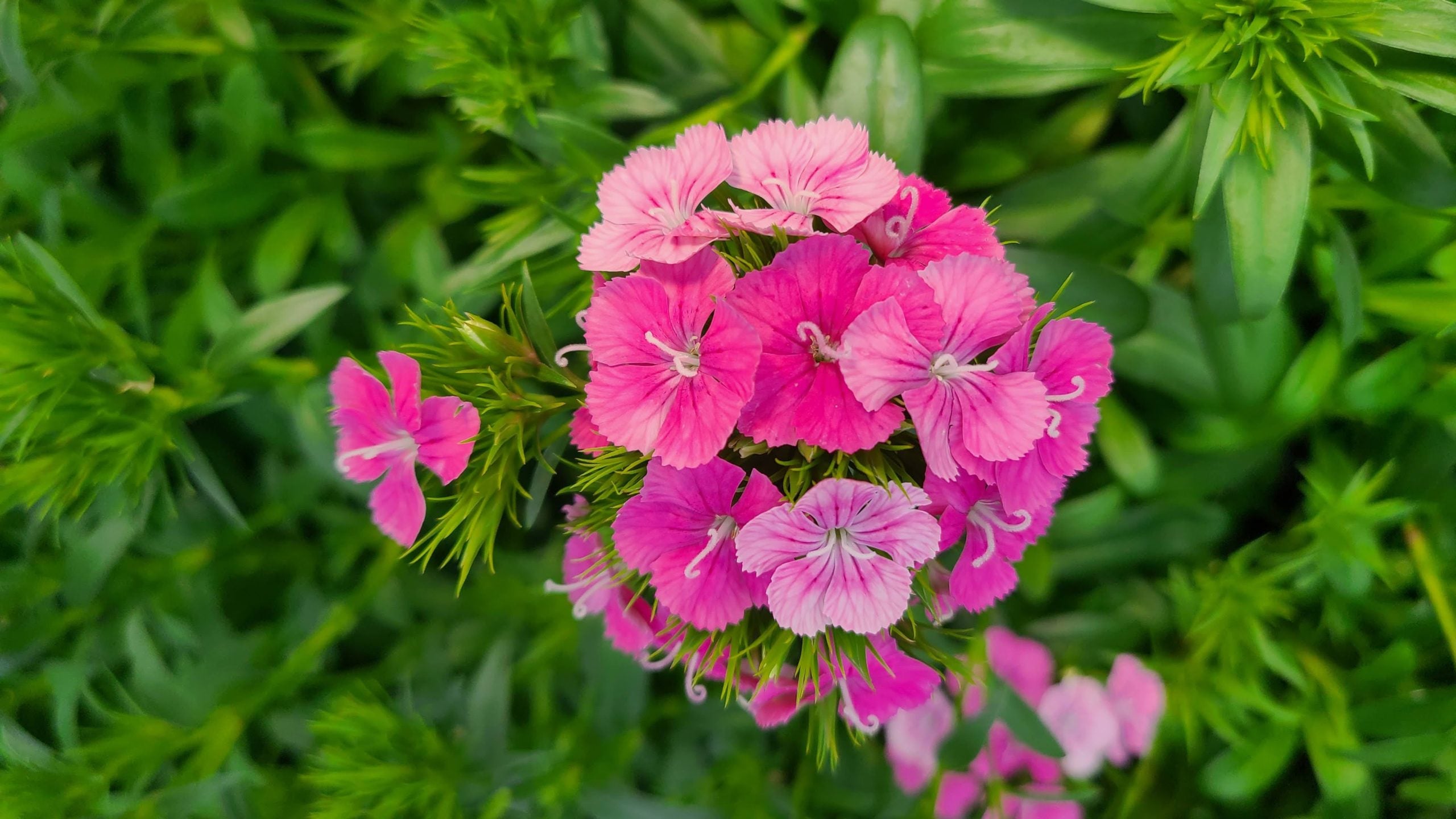 Pink William Flower seeds for Planting - Perfect for Borders, Heirloom & GMO Free Seeds for Home Garden
