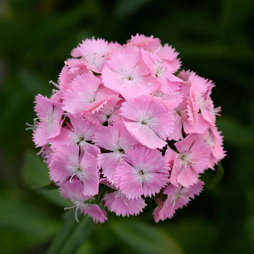 Light Pink Dianthus Flower seeds for Planting - Hardy Variety, Heirloom & GMO Free Seeds for Home Garden