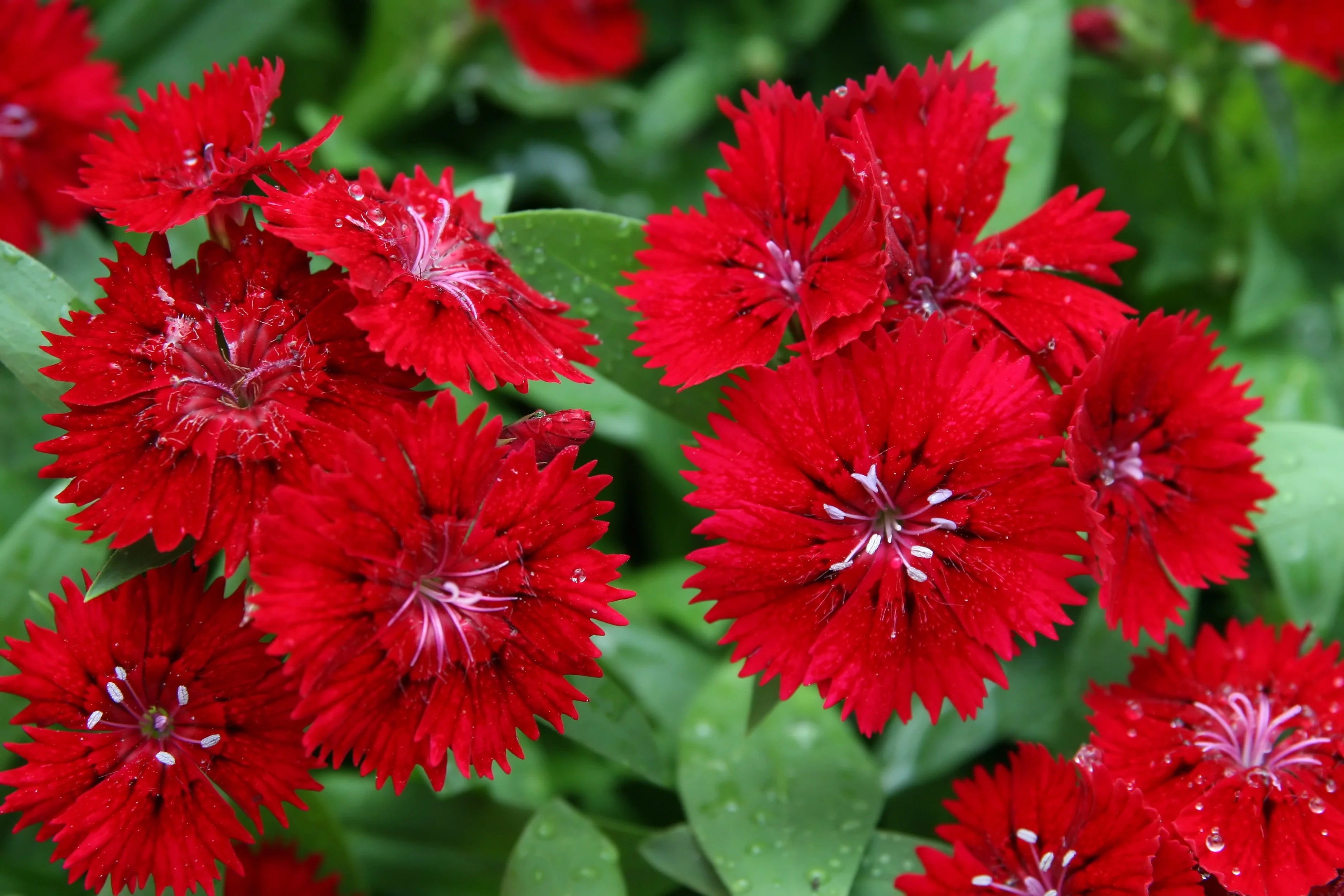 Maroon Dianthus Flower seeds for Planting - Seasonal Bloomer, Heirloom & GMO Free Seeds for Home Garden
