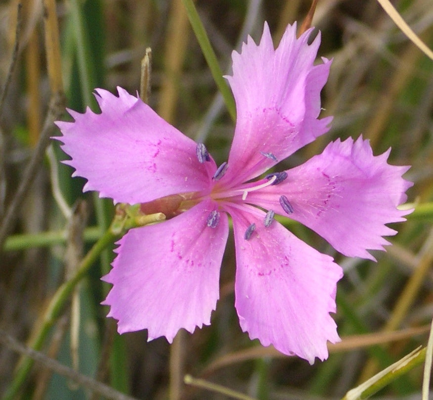Caryophyllus Flower seeds for Planting - Sun Loving, Heirloom & GMO Free Seeds for Home Garden