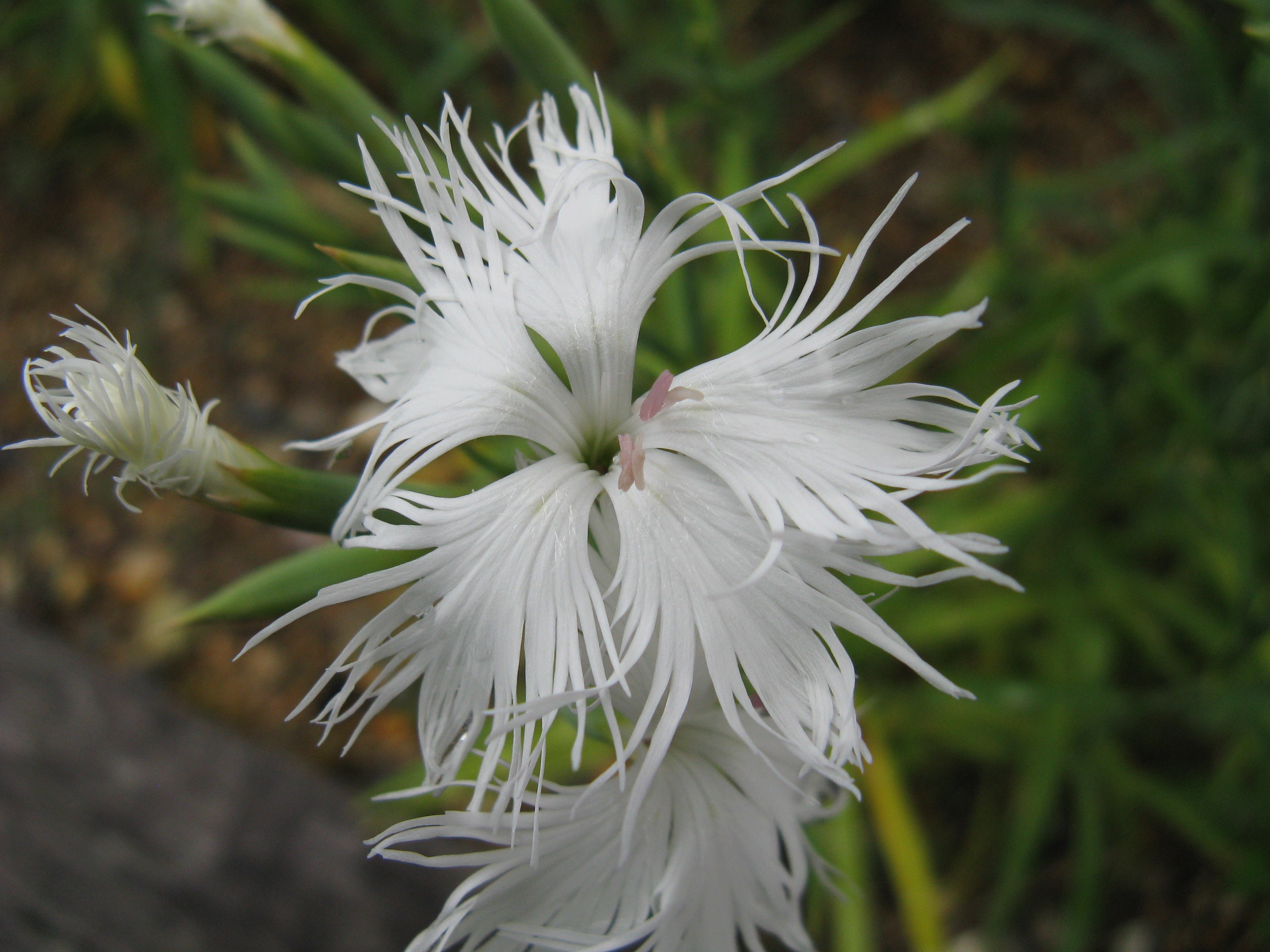 White Dianthus Superbus Planting Seeds - Flower Seeds for Garden