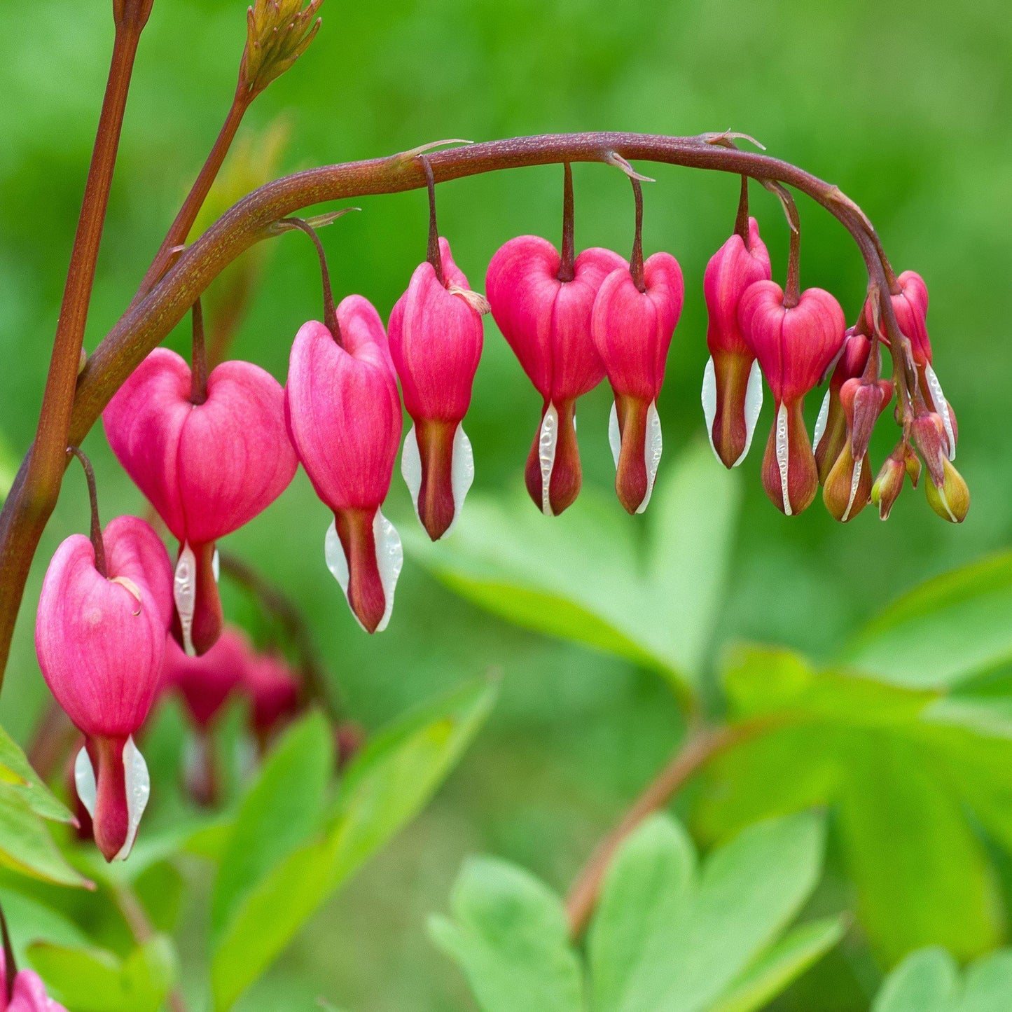 Bleeding Heart Flower Seeds for Planting