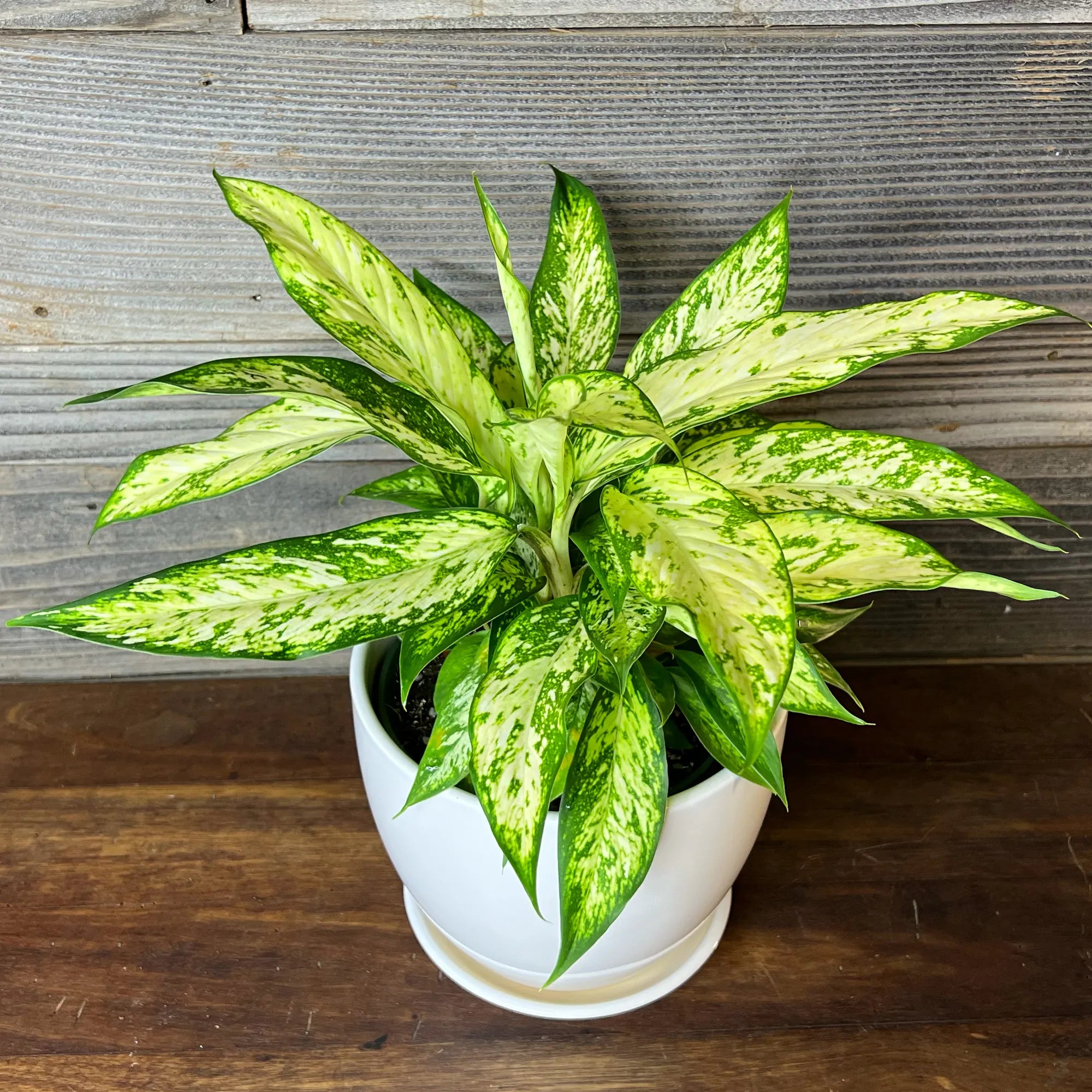 Green Sansevieria Flower seeds for Planting - Wildflower Mix, Heirloom & GMO Free Seeds for Home Garden