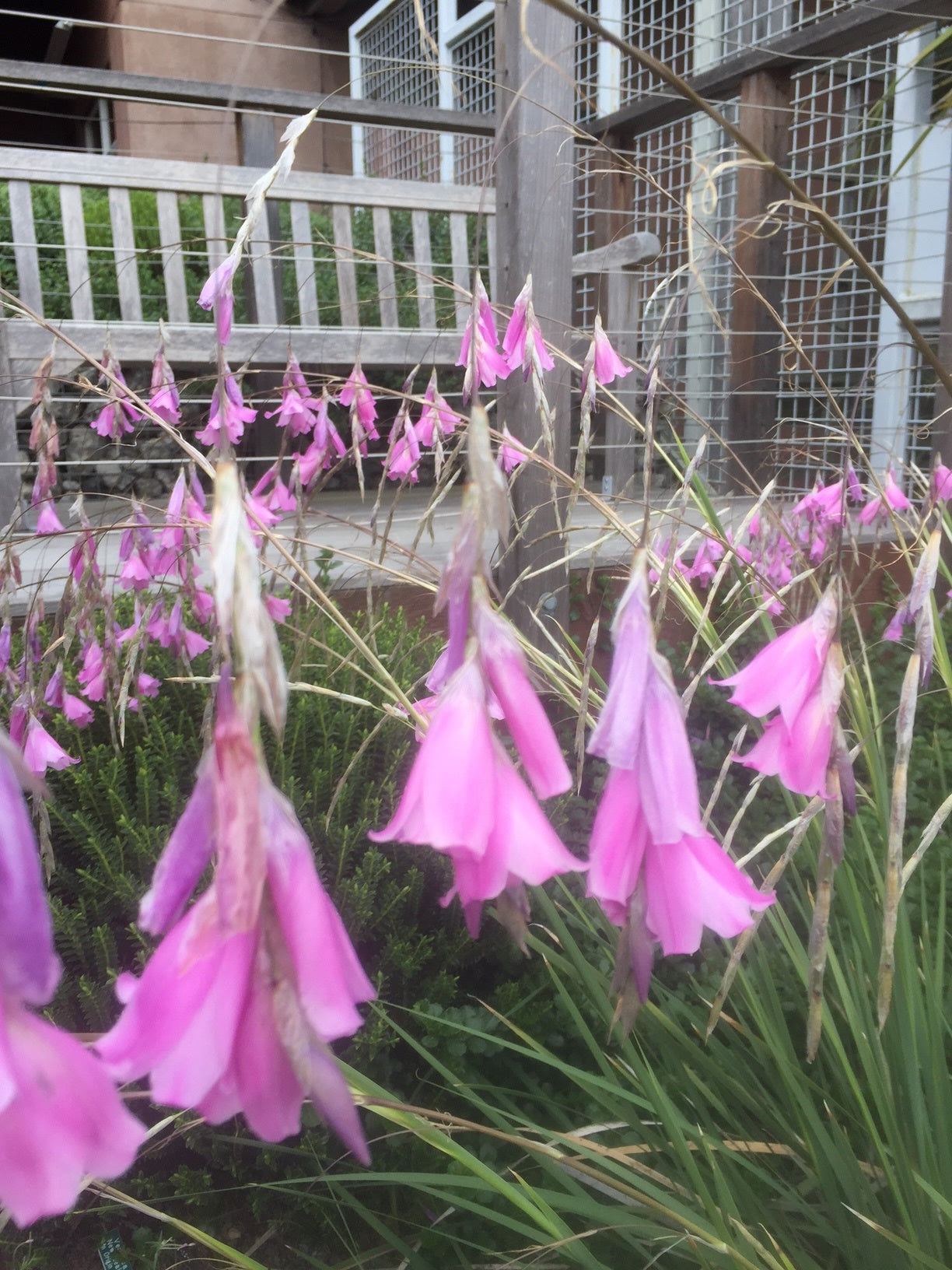 Purple Dierama Pendulum Flower seeds for Planting - Pollinator Friendly, Heirloom & GMO Free Seeds for Home Garden