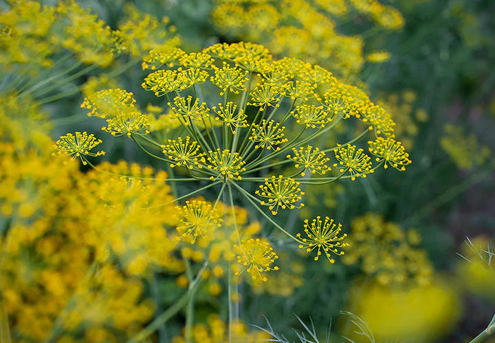 Yellow Dill Mammoth Seeds: Perfect for Planting & Gardening