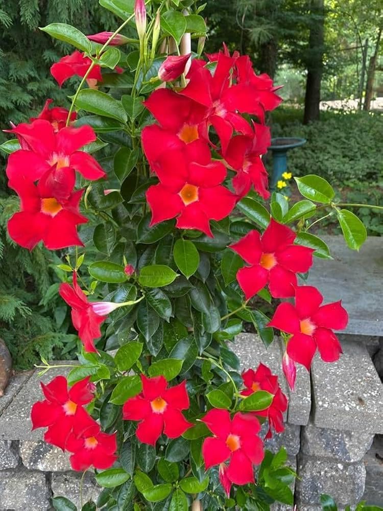 Ornamental Dipladenia red climbing plant