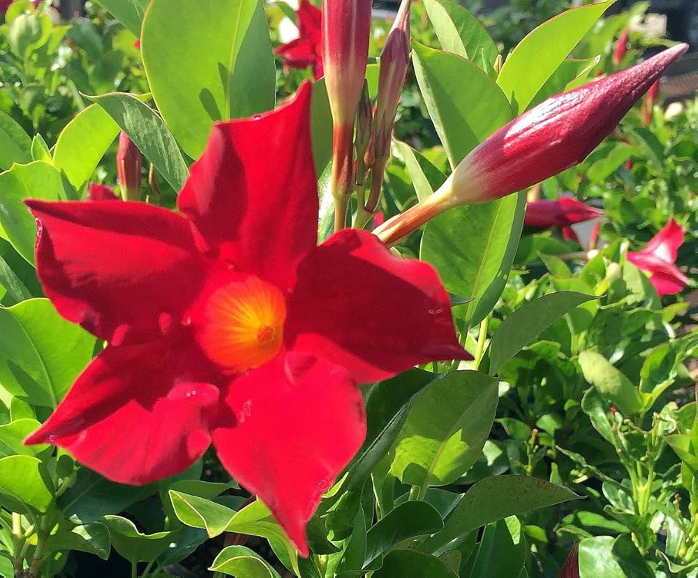 Dipladenia red climbing on a trellis