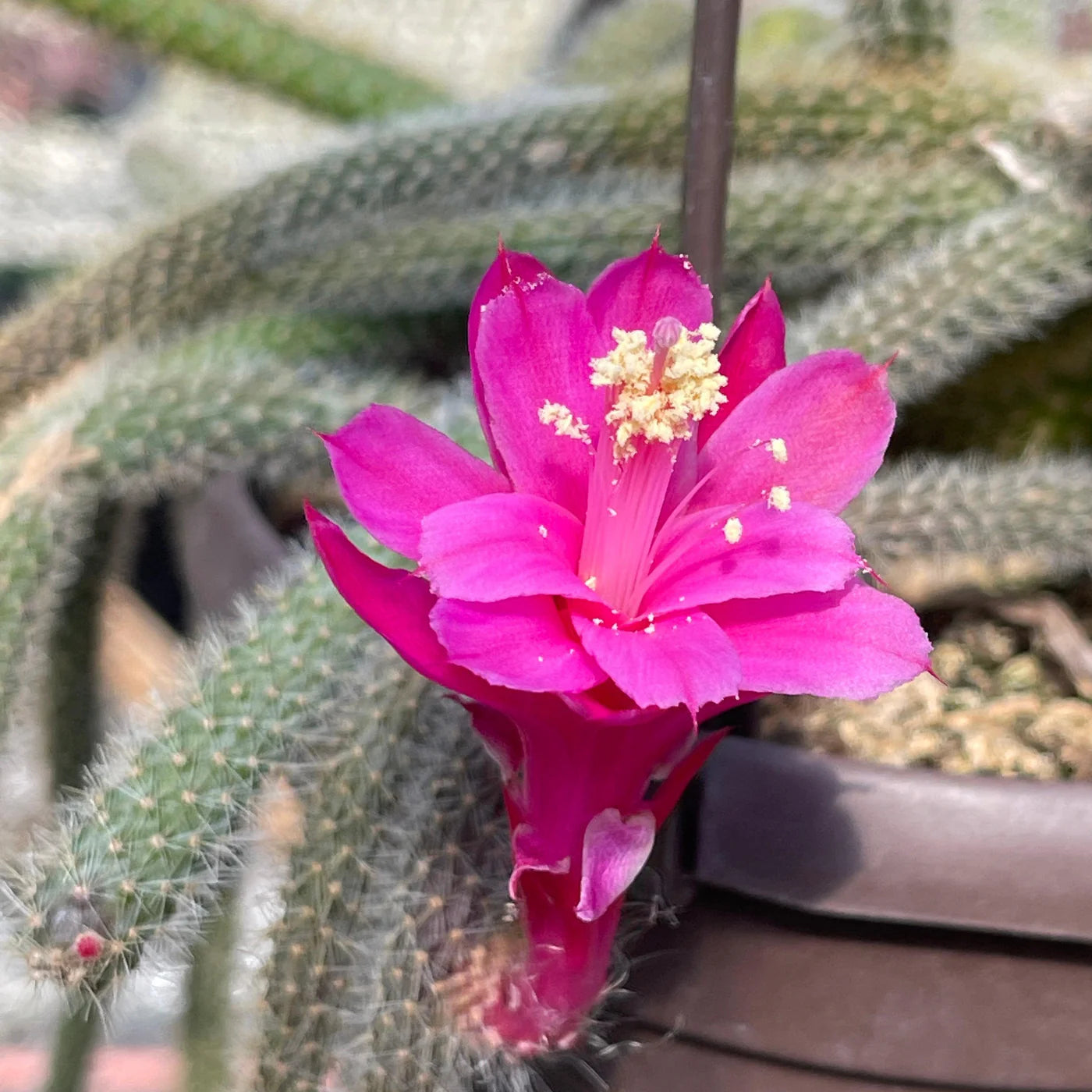 Aporocactus Flower Seeds for Garden Planting blooming in flower beds, containers, borders, and pollinator-friendly gardens