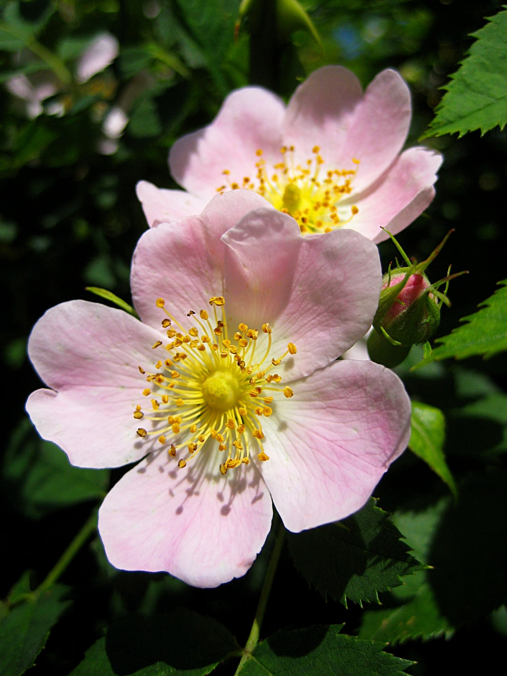 Rosa Canina Flower seeds for Planting Shade Tolerant Heirloom & GMO Free Seeds for Home Garden