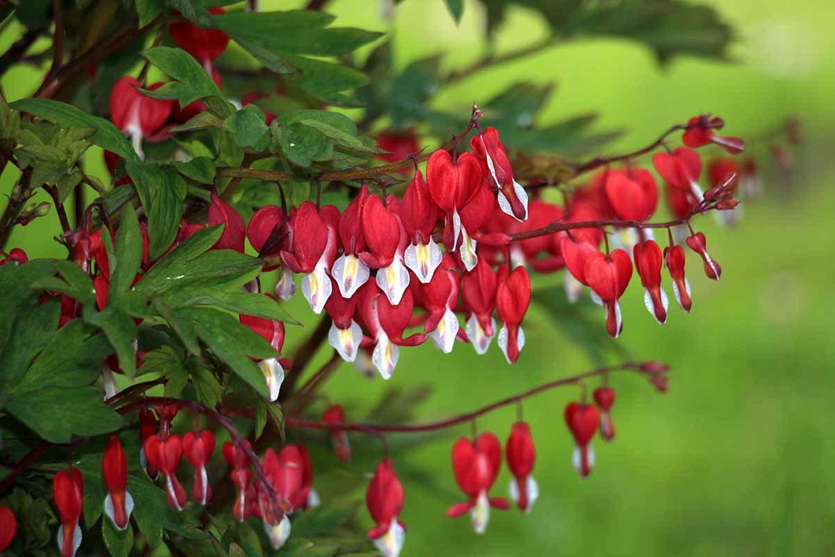 Mixed Color Heart Flower Seeds for Planting Cottage Garden Essential Heirloom & GMO Free Seeds for Home Garden Sale