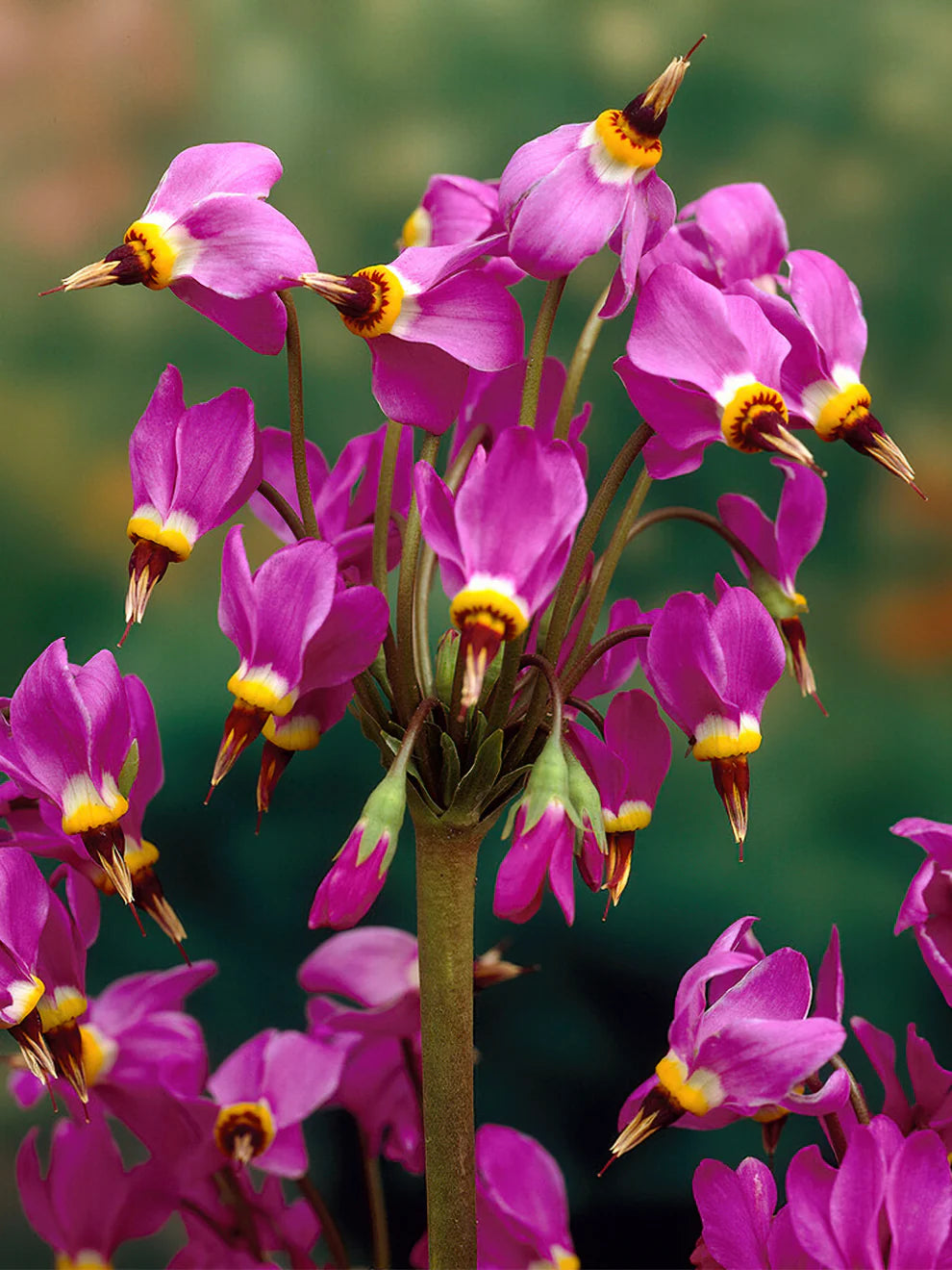 Pink Midland Shooting Flower seeds for Planting - Shade Tolerant, Heirloom & GMO Free Seeds for Home Garden