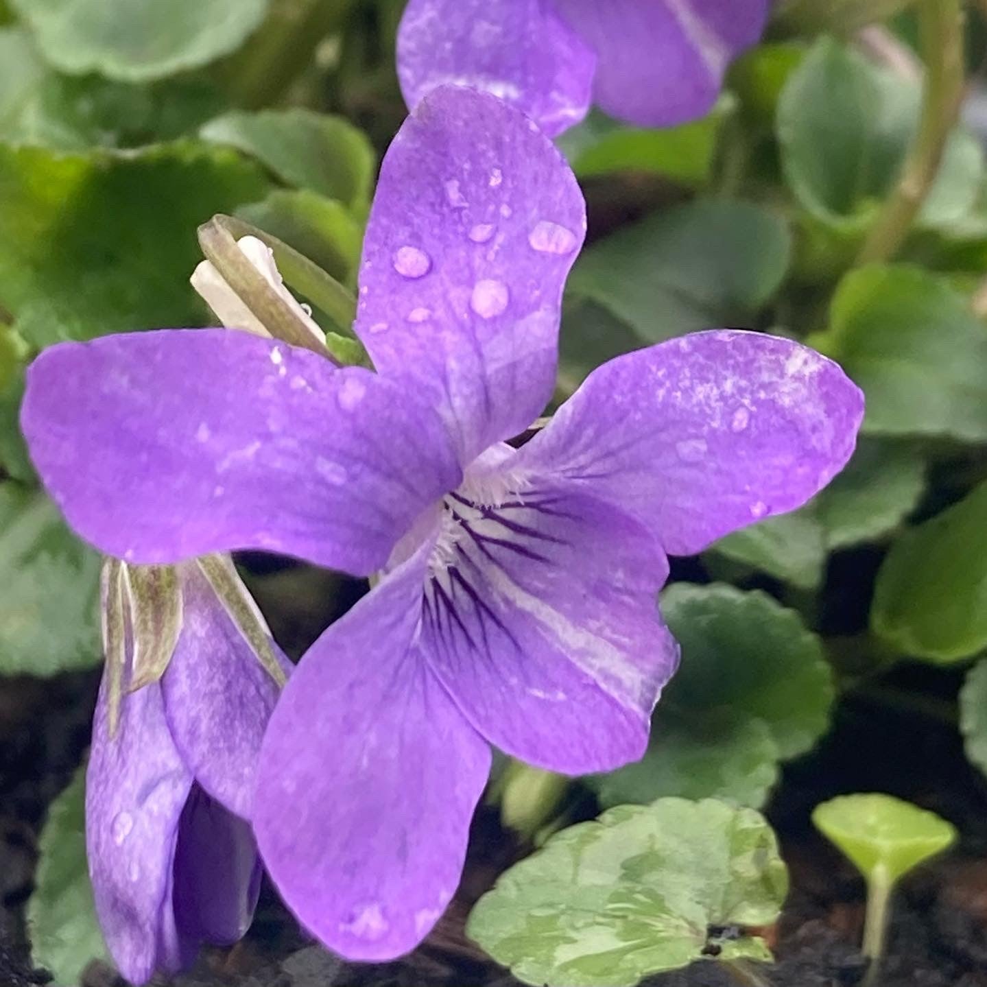Purple Viola Odorata Flower seeds for Planting - Pollinator Friendly, Heirloom & GMO Free Seeds for Home Garden