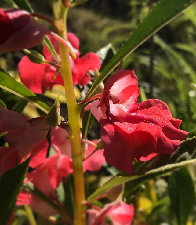 Double Camellia Mixed Flower seeds for Planting - Wildflower Mix, Heirloom & GMO Free Seeds for Home Garden