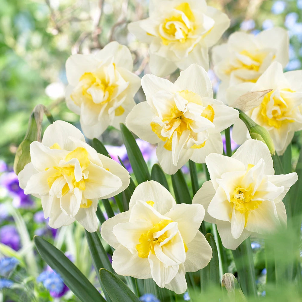 White Yellow Double Petals Narcissus Daffodil Seeds for Planting Shade Tolerant Heirloom & GMO Free Seeds for Home Garden
 
 Sale